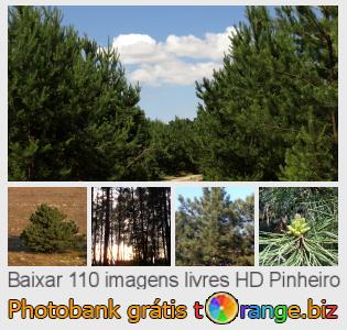 Banco de imagem tOrange oferece fotos grátis da seção:  pinheiro