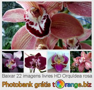 Banco de imagem tOrange oferece fotos grátis da seção:  orquídea-rosa