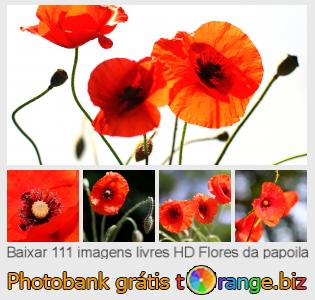 Banco de imagem tOrange oferece fotos grátis da seção:  flores-da-papoila