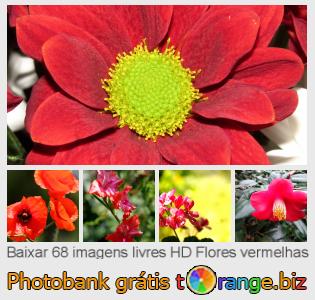 Banco de imagem tOrange oferece fotos grátis da seção:  flores-vermelhas