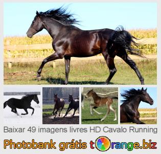 Banco de imagem tOrange oferece fotos grátis da seção:  cavalo-running