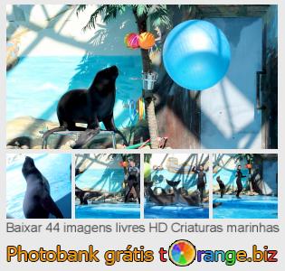 Banco de imagem tOrange oferece fotos grátis da seção:  criaturas-marinhas
