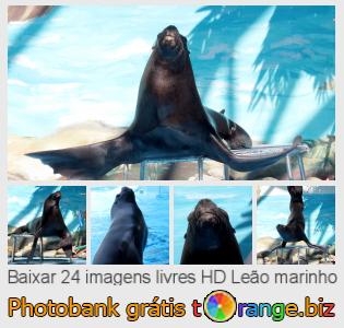 Banco de imagem tOrange oferece fotos grátis da seção:  leão-marinho