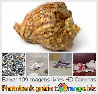 Banco de imagem tOrange oferece fotos grátis da seção:  conchas