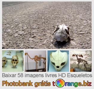 Banco de imagem tOrange oferece fotos grátis da seção:  esqueletos