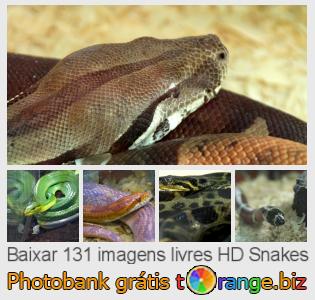 Banco de imagem tOrange oferece fotos grátis da seção:  snakes
