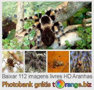 Banco de imagem tOrange oferece fotos grátis da seção:  aranhas