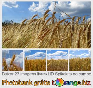 Banco de imagem tOrange oferece fotos grátis da seção:  spikelets-no-campo