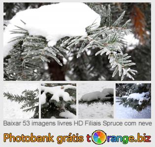 Banco de imagem tOrange oferece fotos grátis da seção:  filiais-spruce-com-neve