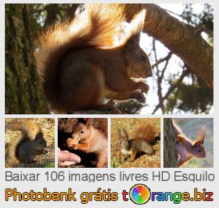 Banco de imagem tOrange oferece fotos grátis da seção:  esquilo