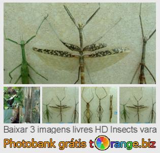 Banco de imagem tOrange oferece fotos grátis da seção:  insects-vara