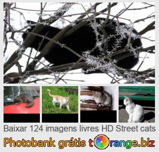 Banco de imagem tOrange oferece fotos grátis da seção:  gatos-de-rua