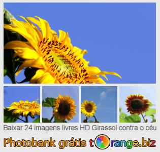 Banco de imagem tOrange oferece fotos grátis da seção:  girassol-contra-o-céu