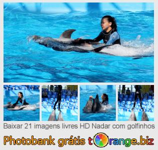 Banco de imagem tOrange oferece fotos grátis da seção:  nadar-com-golfinhos