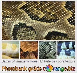Banco de imagem tOrange oferece fotos grátis da seção:  pele-de-cobra-textura