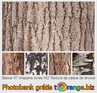 Banco de imagem tOrange oferece fotos grátis da seção:  textura-da-casca-de-árvore