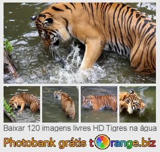 Banco de imagem tOrange oferece fotos grátis da seção:  tigres-na-água