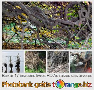 Banco de imagem tOrange oferece fotos grátis da seção:  as-raízes-das-árvores