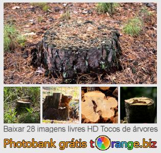 Banco de imagem tOrange oferece fotos grátis da seção:  tocos-de-árvores