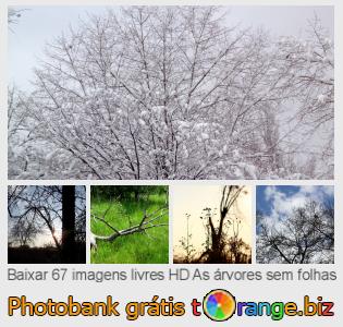 Banco de imagem tOrange oferece fotos grátis da seção:  as-árvores-sem-folhas