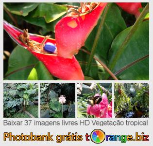 Banco de imagem tOrange oferece fotos grátis da seção:  vegetação-tropical