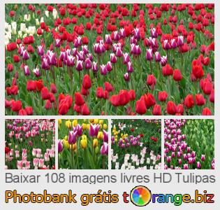 Banco de imagem tOrange oferece fotos grátis da seção:  tulipas