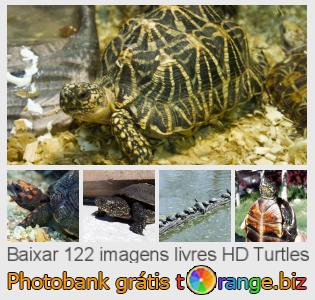 Banco de imagem tOrange oferece fotos grátis da seção:  turtles