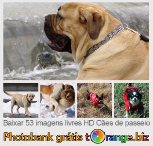 Banco de imagem tOrange oferece fotos grátis da seção:  cães-de-passeio