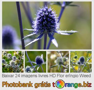Banco de imagem tOrange oferece fotos grátis da seção:  flor-eríngio-weed