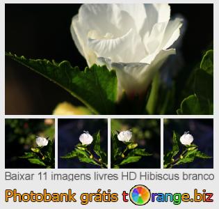 Banco de imagem tOrange oferece fotos grátis da seção:  hibiscus-branco