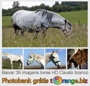 Banco de imagem tOrange oferece fotos grátis da seção:  cavalo-branco