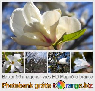 Banco de imagem tOrange oferece fotos grátis da seção:  magnólia-branca