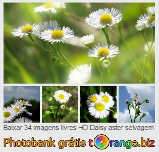 Banco de imagem tOrange oferece fotos grátis da seção:  daisy-aster-selvagem