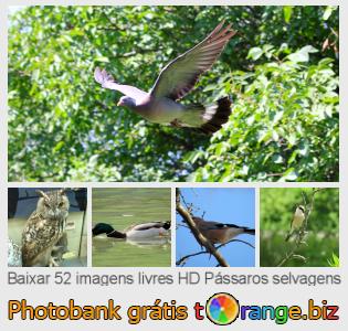 Banco de imagem tOrange oferece fotos grátis da seção:  pássaros-selvagens