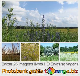 Banco de imagem tOrange oferece fotos grátis da seção:  ervas-selvagens