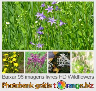 Banco de imagem tOrange oferece fotos grátis da seção:  wildflowers