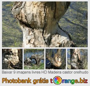 Banco de imagem tOrange oferece fotos grátis da seção:  madeira-castor-orelhudo
