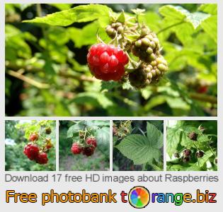 images free photo bank tOrange offers free photos from the section:  raspberries