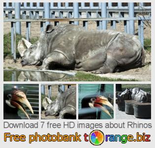 images free photo bank tOrange offers free photos from the section:  rhinos