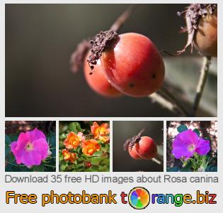 images free photo bank tOrange offers free photos from the section:  rosa-canina