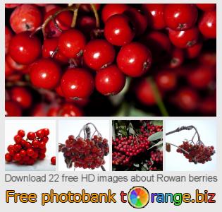 images free photo bank tOrange offers free photos from the section:  rowan-berries