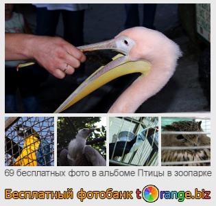 Фотобанк tOrange предлагает бесплатные фото из раздела:  птицы-в-зоопарке