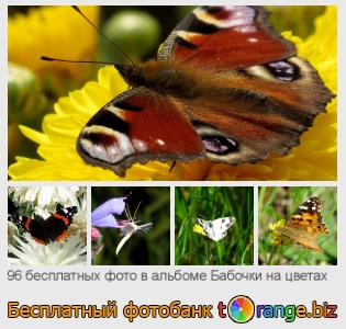 Фотобанк tOrange предлагает бесплатные фото из раздела:  бабочки-на-цветах