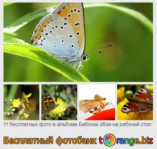 Фотобанк tOrange предлагает бесплатные фото из раздела:  бабочки-обои-на-рабочий-стол