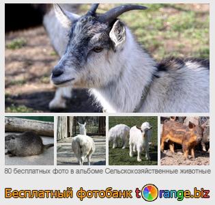 Фотобанк tOrange предлагает бесплатные фото из раздела:  сельскохозяйственные-животные