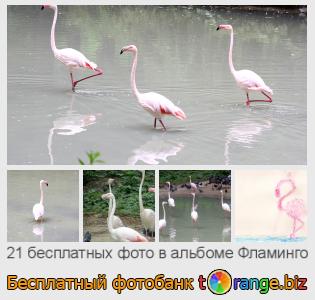 Фотобанк tOrange предлагает бесплатные фото из раздела:  фламинго