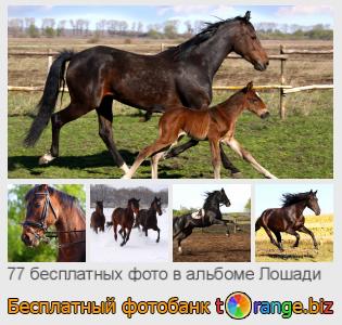 Фотобанк tOrange предлагает бесплатные фото из раздела:  лошади