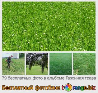 Фотобанк tOrange предлагает бесплатные фото из раздела:  газонная-трава