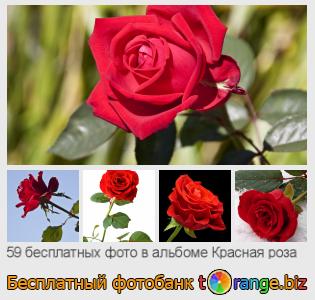 Фотобанк tOrange предлагает бесплатные фото из раздела:  красная-роза