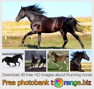 images free photo bank tOrange offers free photos from the section:  running-horse